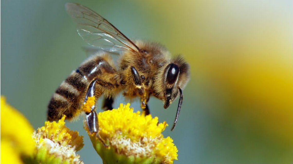 Pourquoi la diversité végétale est importante pour les abeilles ?